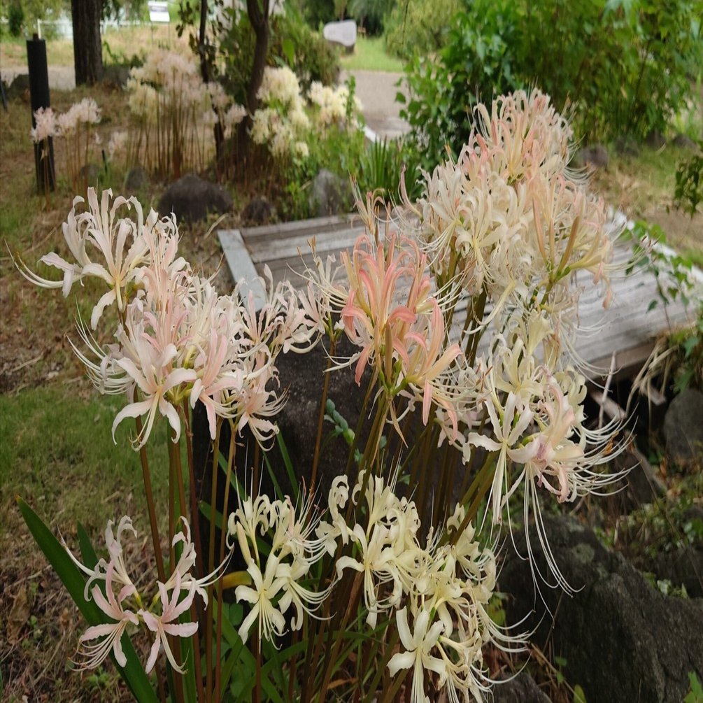 大阪市 花博記念公園鶴見緑地2022年9月21日など【彼岸花】｜レタス