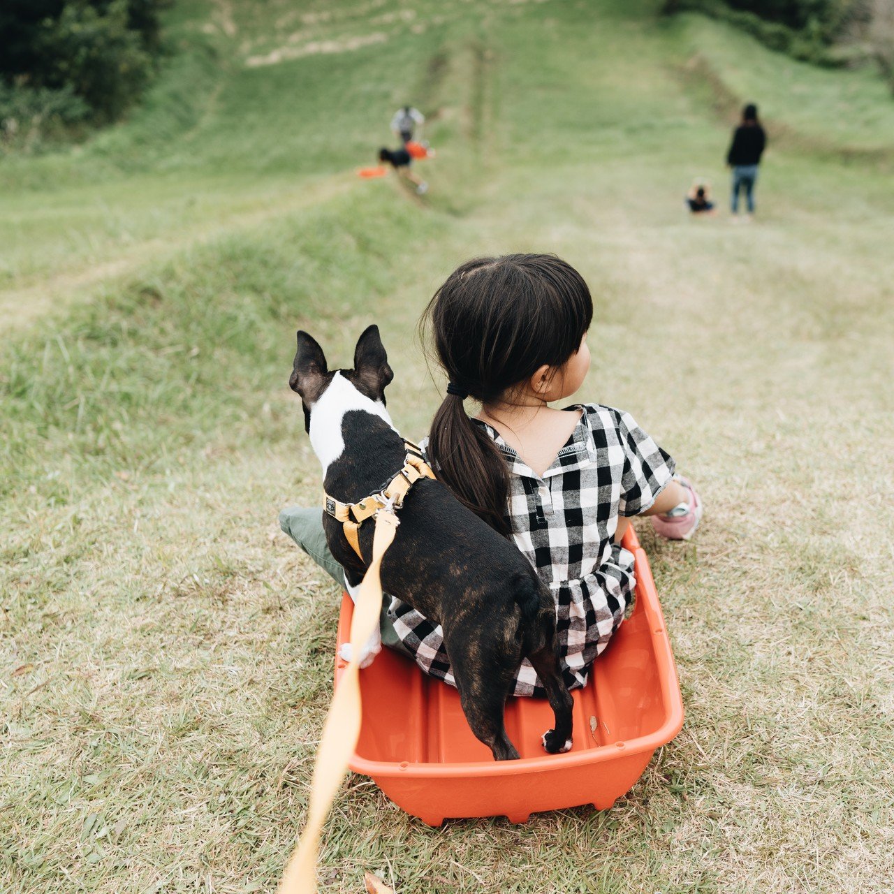 上場高原のコスモス 迫口宗一郎 Note 上場高原のコスモス 迫口宗一郎 Note