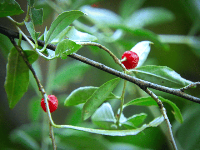 10 19 今日の植物たち Kimuko Note