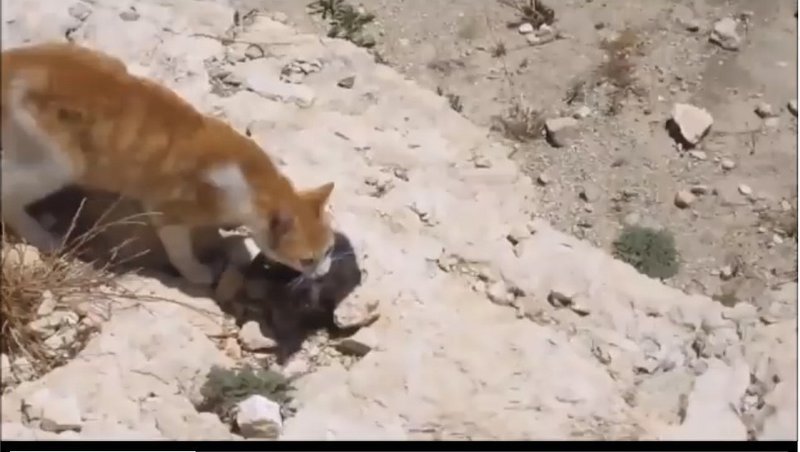 生き物苦手板の閉鎖を求める 動物福祉に基づくネット犯罪対策の現法律の見直しを求む 避難ノート紹介aadf日本刀 宮咲アンナ Note
