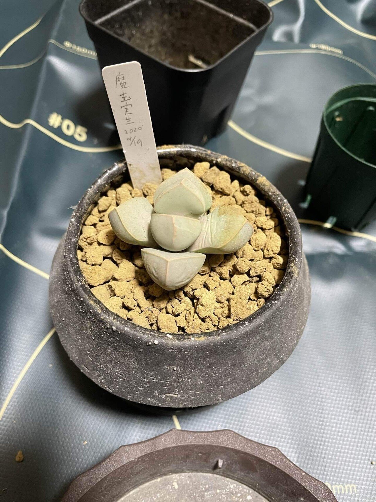 セファロタス　エラー　cephalotus error 子株 3ac34ab2b9a99c9fb00831224fbde3