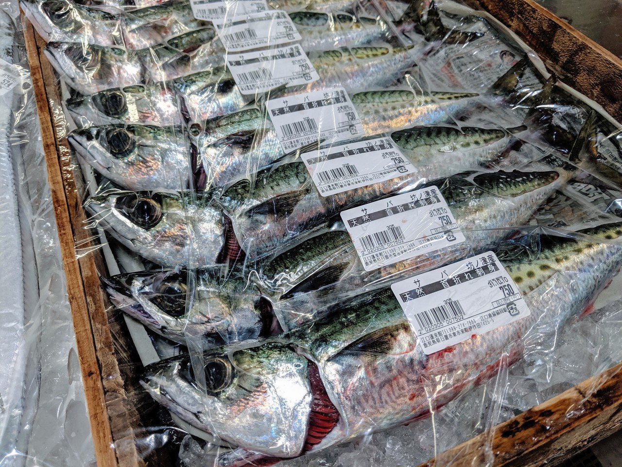 魚好きの天国。鹿児島県日置市の暮らしを体験する旅|山口祐加@自炊