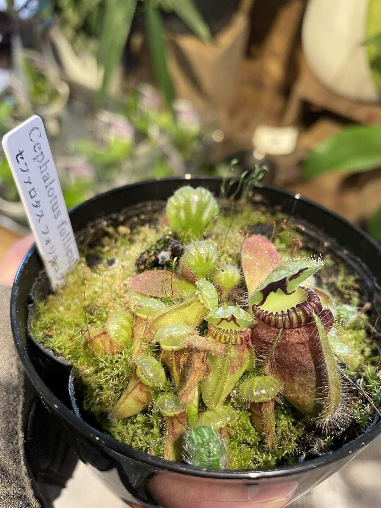 セファロタス 植え替えと再生｜みーさぼ🌵🐰