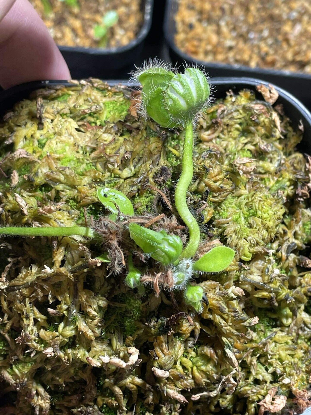 セファロタス 植え替えと再生｜みーさぼ🌵🐰