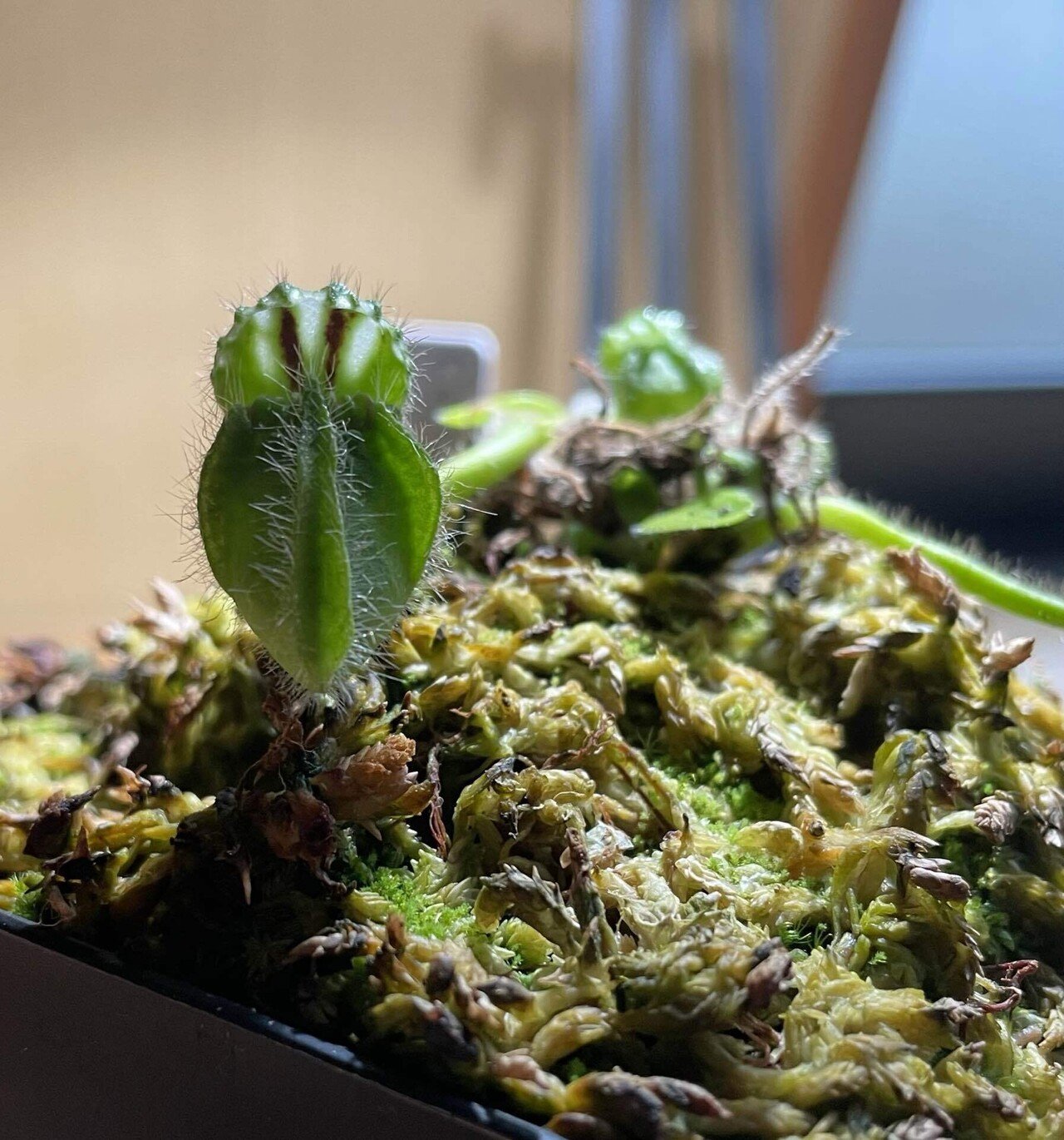 セファロタス 植え替えと再生｜みーさぼ🌵🐰