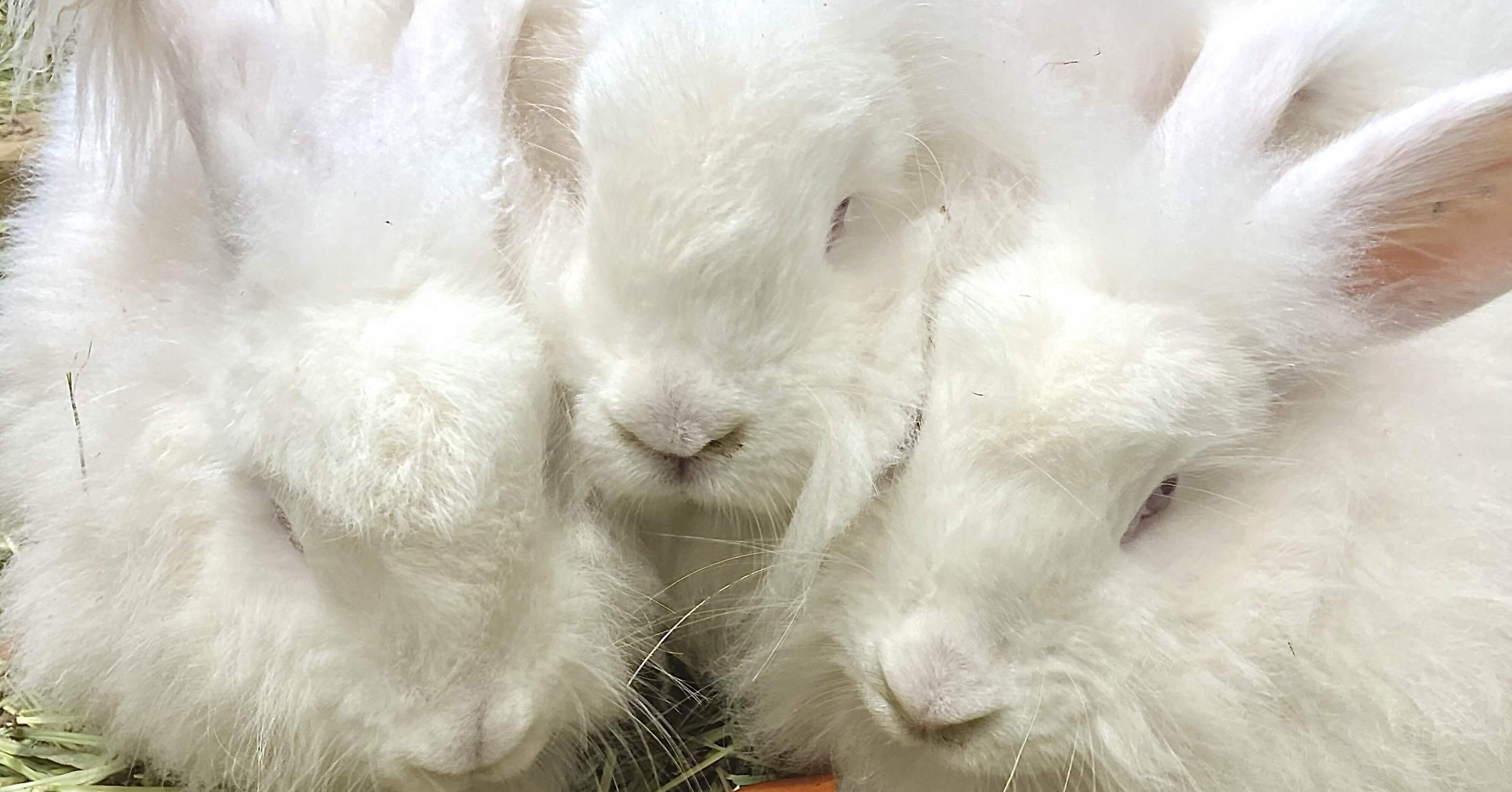 あなたは見分けられますか？王国ファームアンゴラウサギ🐰｜那須