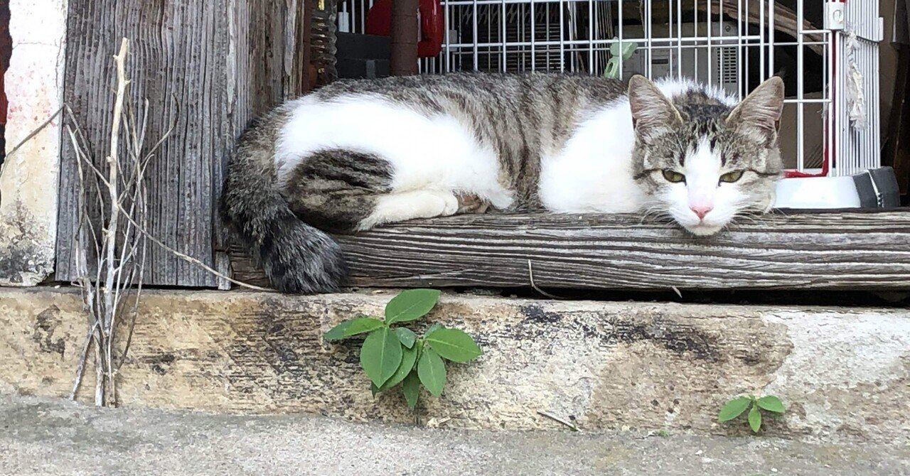 窓辺の猫」第六十六回 13頭の猫たちの名前 ｜猫様とごはん