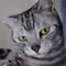 myao3suzu