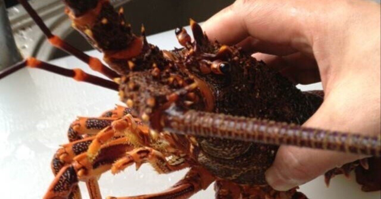 中国で食材と戯る。（7） 伊勢海老｜古原貴大