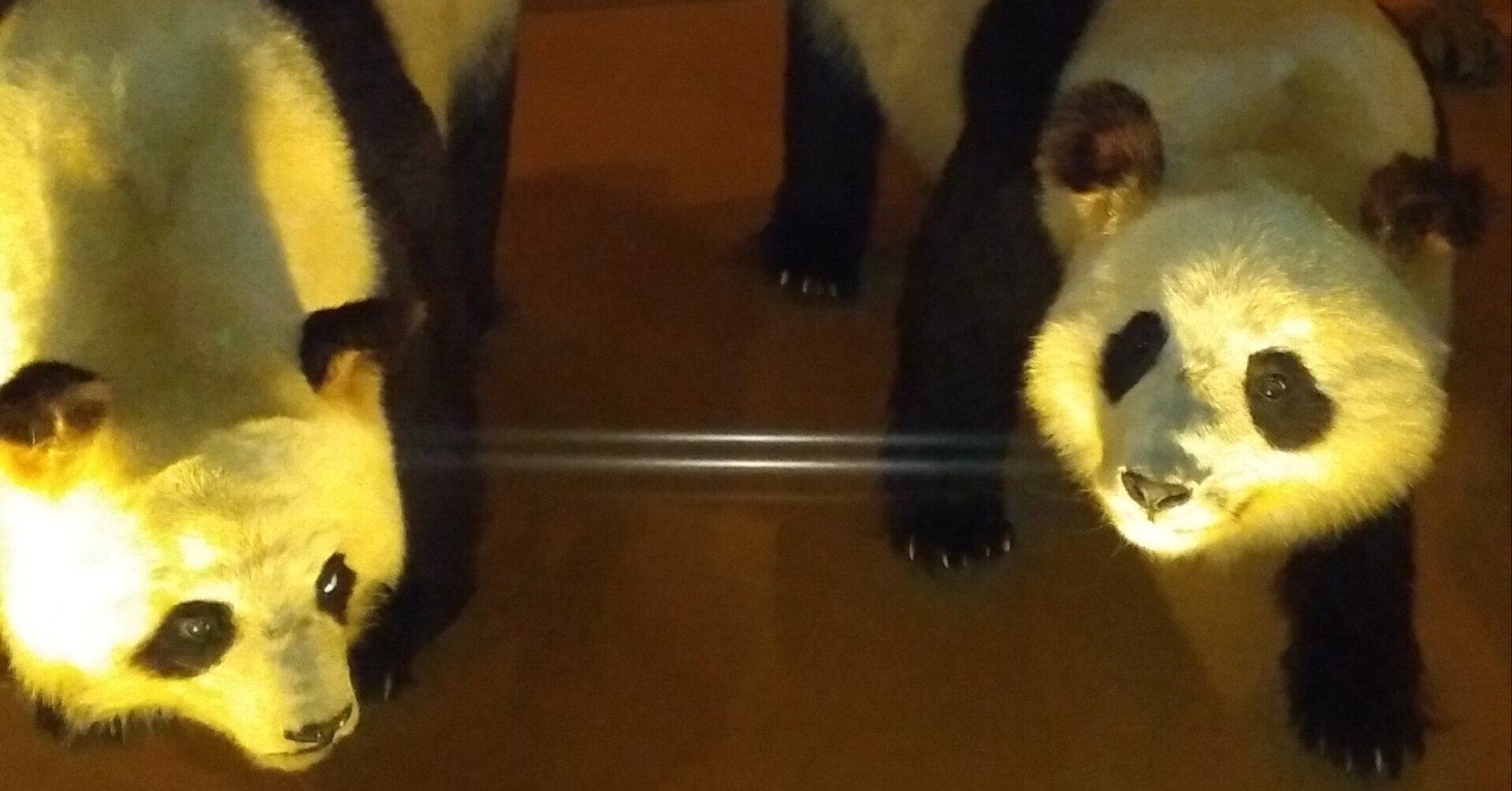 作家さん　テディベア（パンダ）　断捨離　17cm 作家さま テディベア アーティスト パンダ Teddy panda ぬいぐるみ