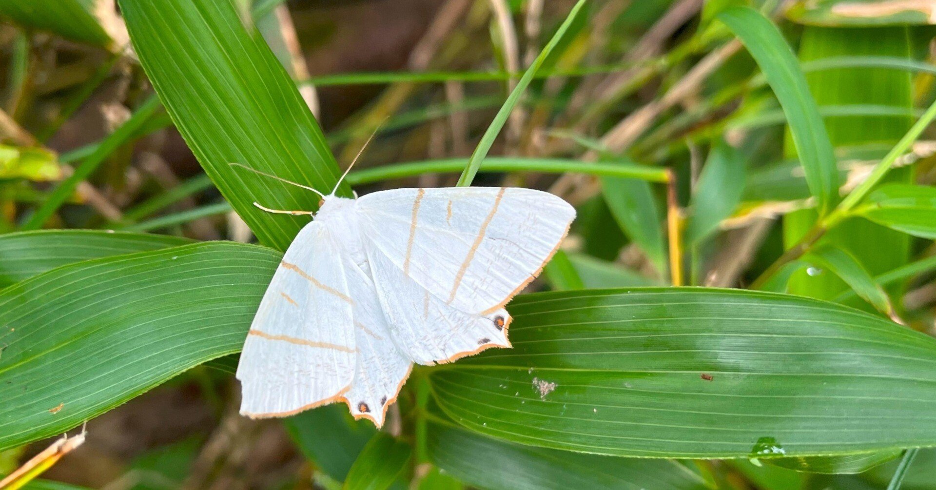 白い蝶だと思い調べて知った諸々雑学｜かぼちゃかべ