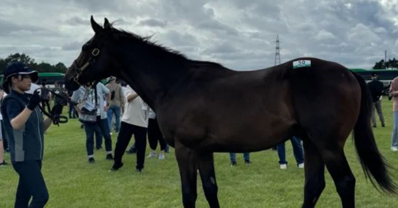 Investing in Japan-US Horse of the Year: Carrot Club 2024 (41-51