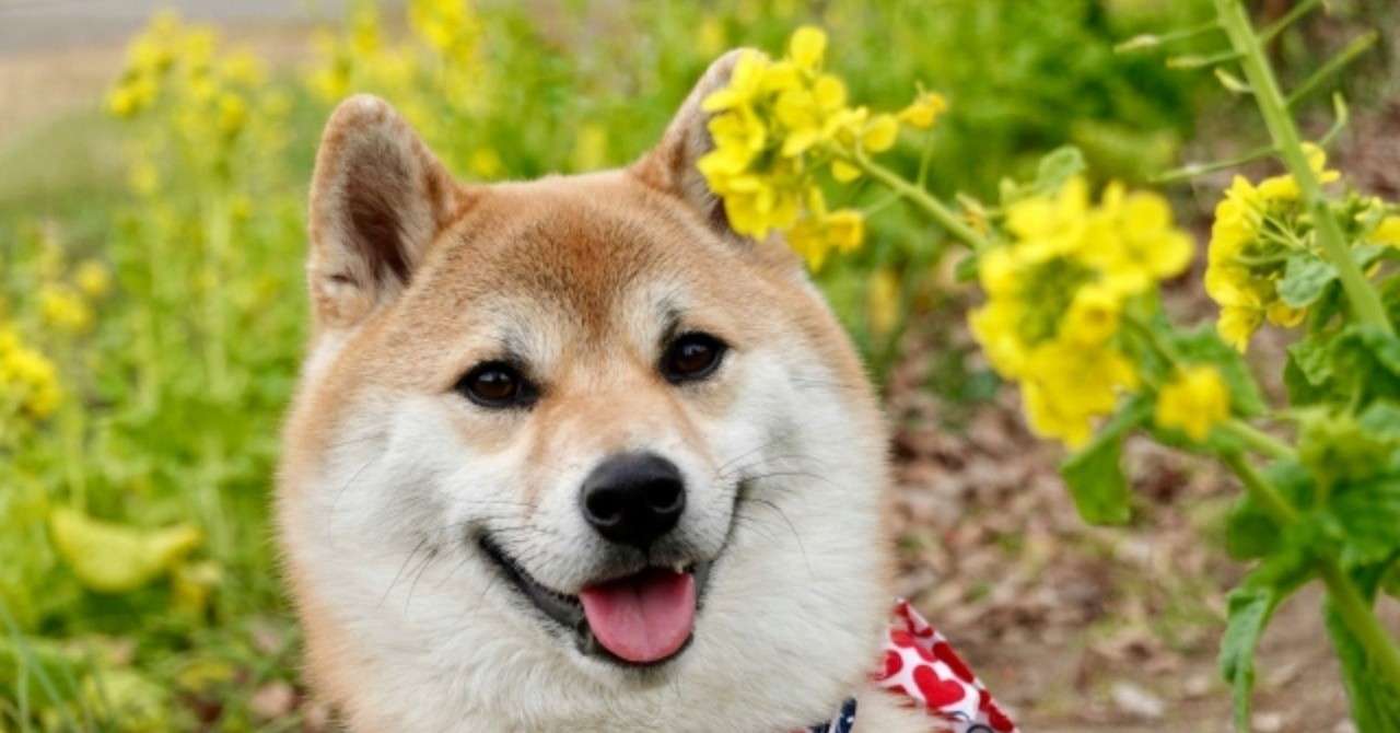 お犬さまは16歳 元気のために続けていること 鈴木千佳子 Note