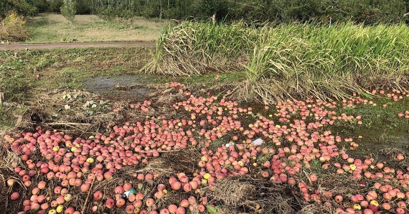 台風19号で被災したりんご農家へのボランティアレポート