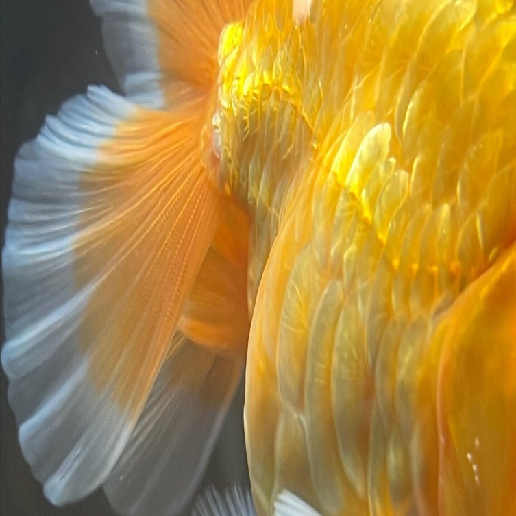 龍シリーズ】の販売について｜SAMURAI FARM