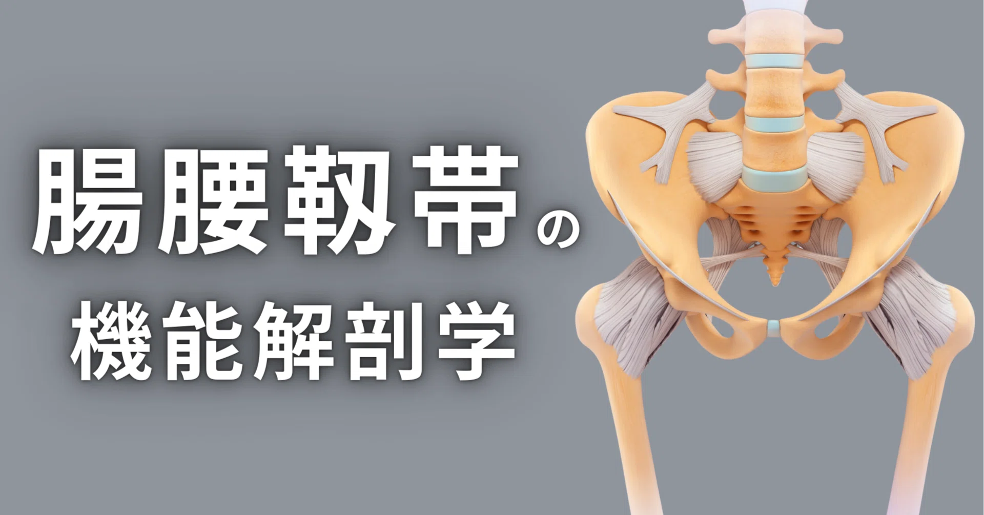 腸腰靱帯の機能解剖学｜理学療法士による臨床のためのnote