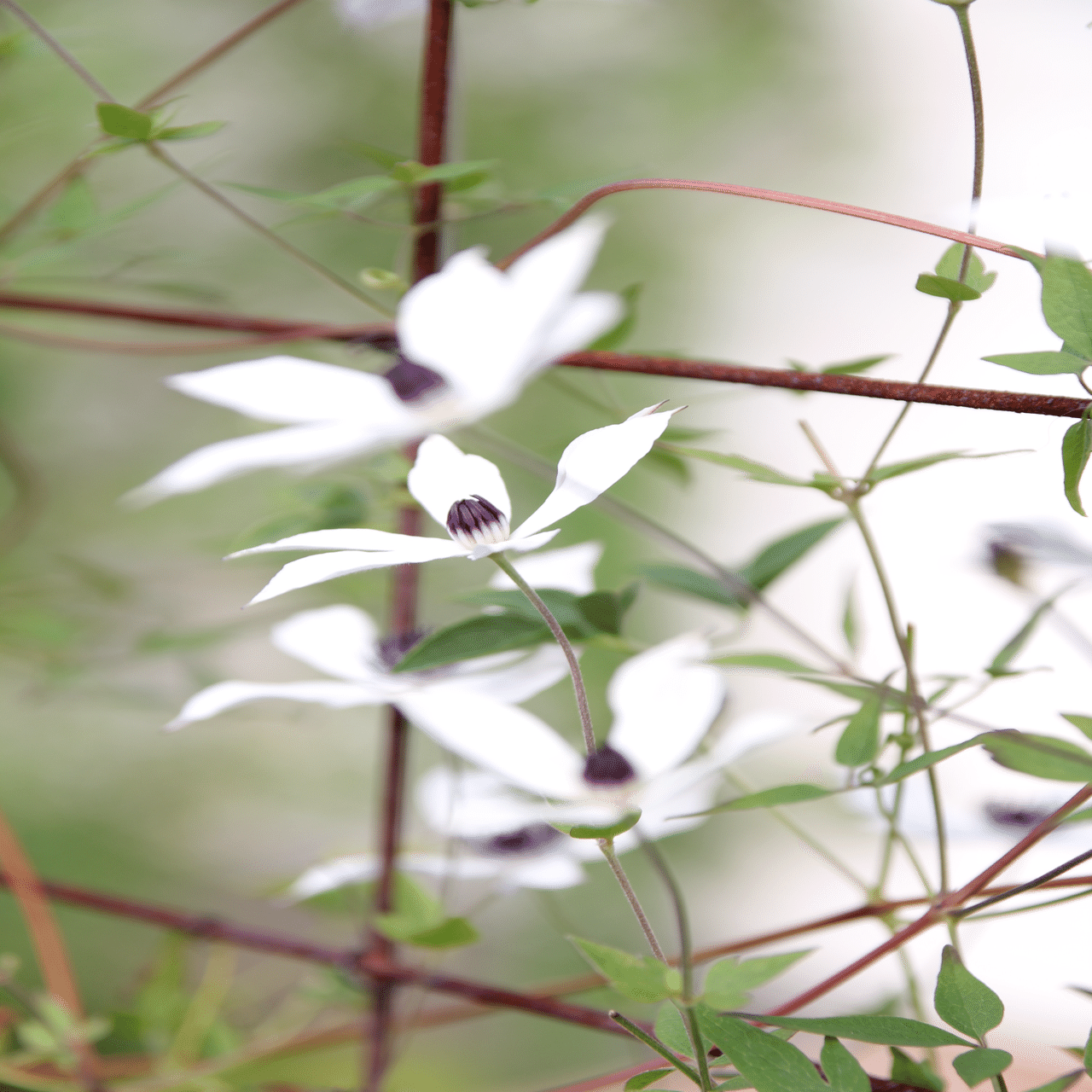 夏のホワイトライト💠｜すず
