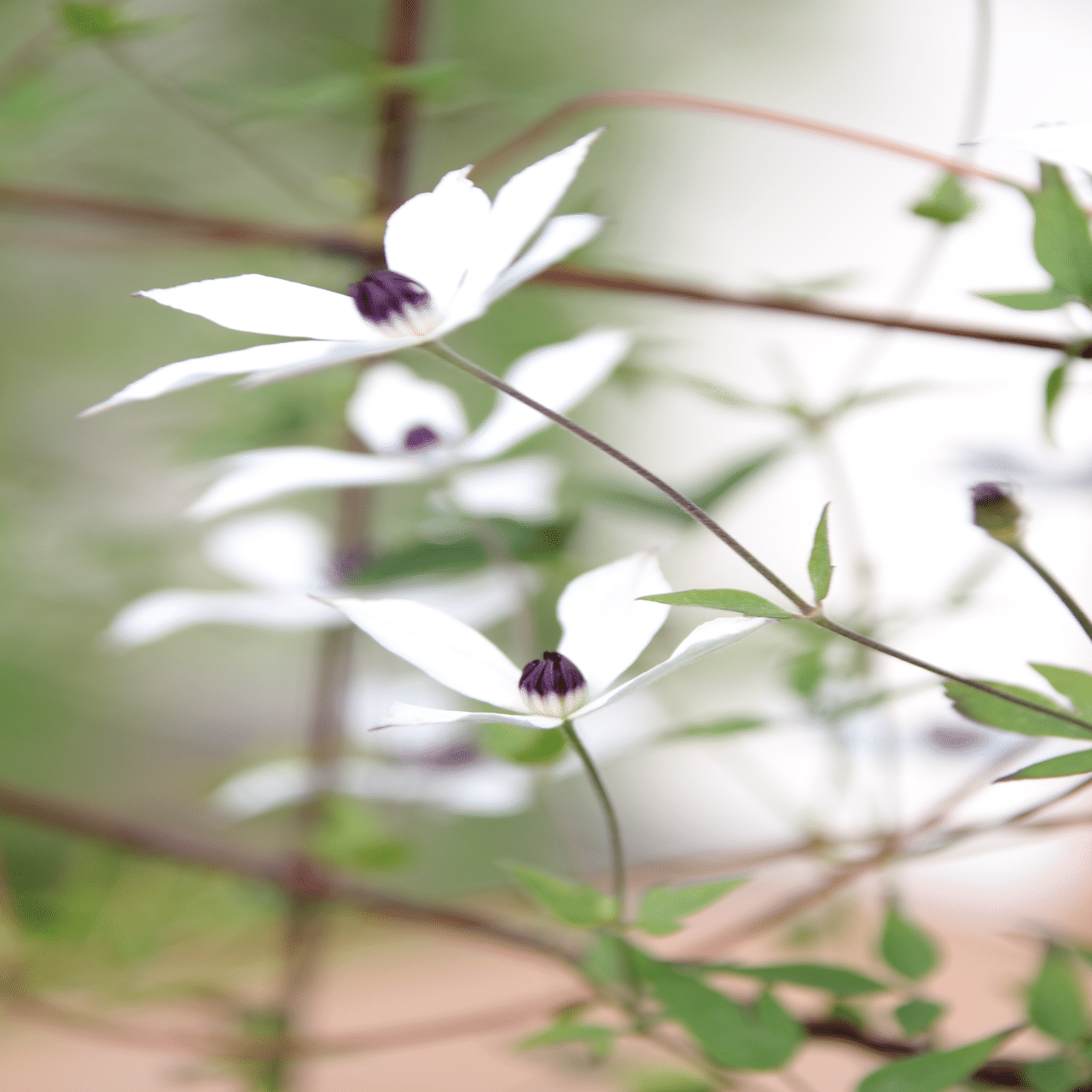 夏のホワイトライト💠｜すず