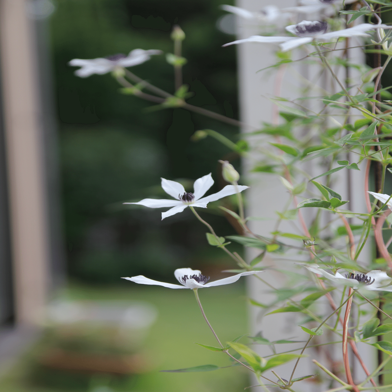 夏のホワイトライト💠｜すず