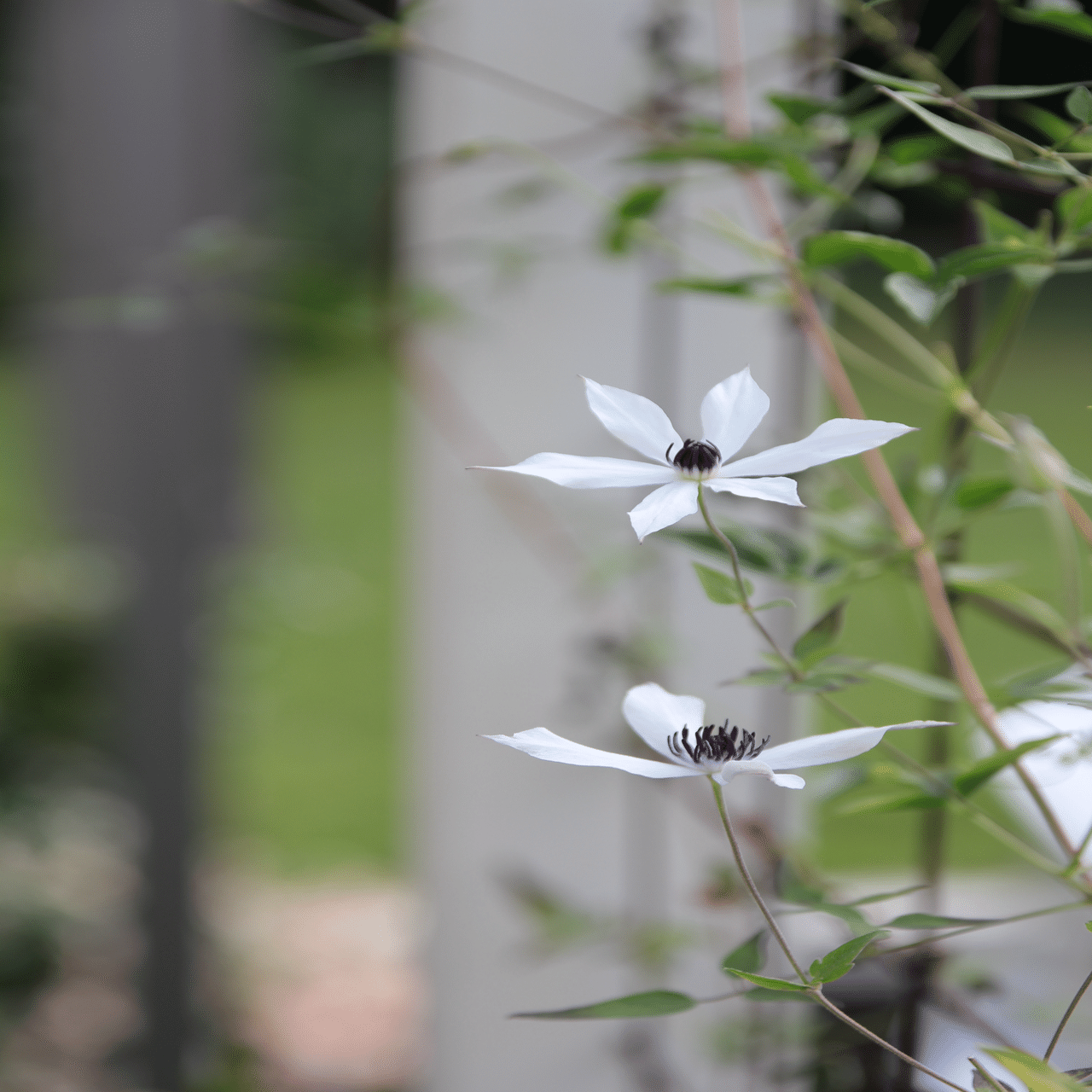 夏のホワイトライト💠｜すず