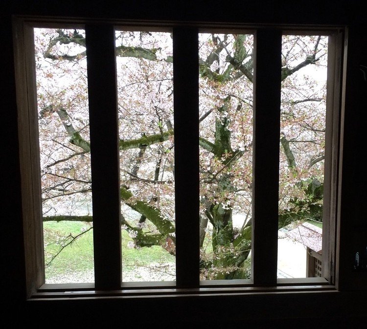 雨に降られ、静かに桜も涙ぐんでます。この辺りでは、今年の桜もそろそろ終わりです。