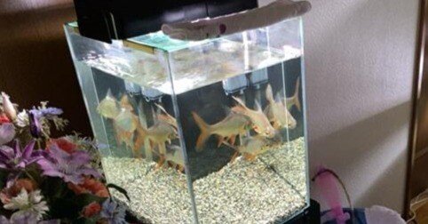 マーフィード 観賞魚用浄水器 スタンダードクラシック導入！｜ハコ点の