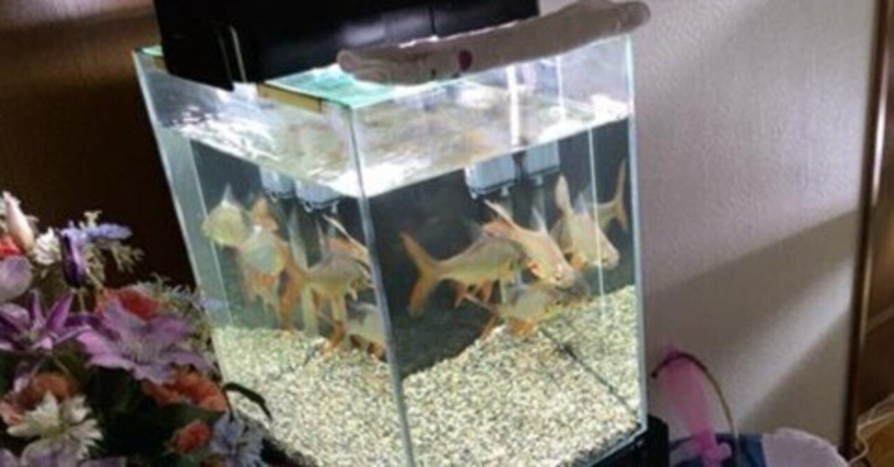 マーフィード 観賞魚用浄水器 スタンダードクラシック導入