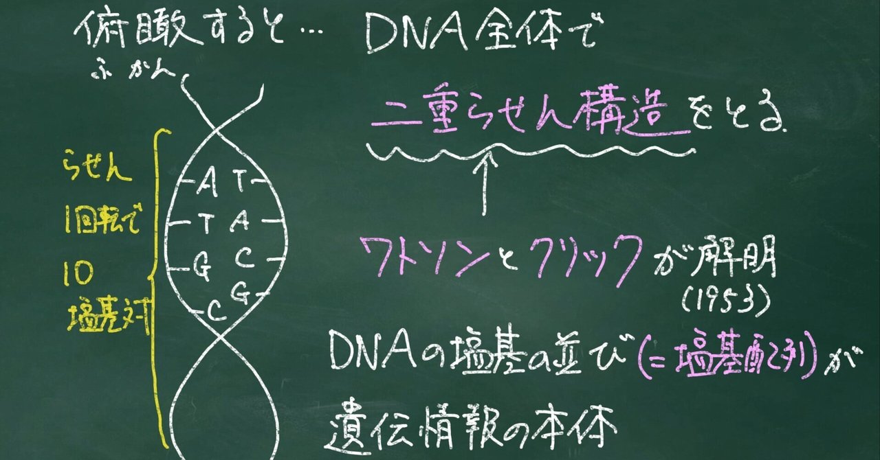 自然のしくみ百科 : 宇宙からDNAまで 生物基礎】DNAを通して自分自身を