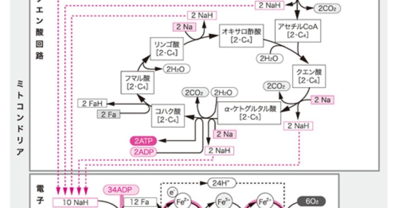 呼吸の仕組みを超分かり易く解説 解糖系 クエン酸回路 電子伝達系 化学者パライ Note
