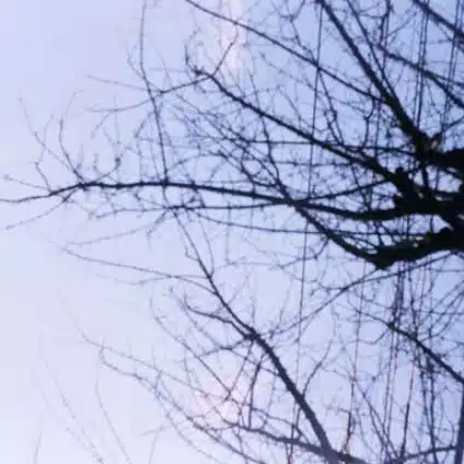 恣意セシル