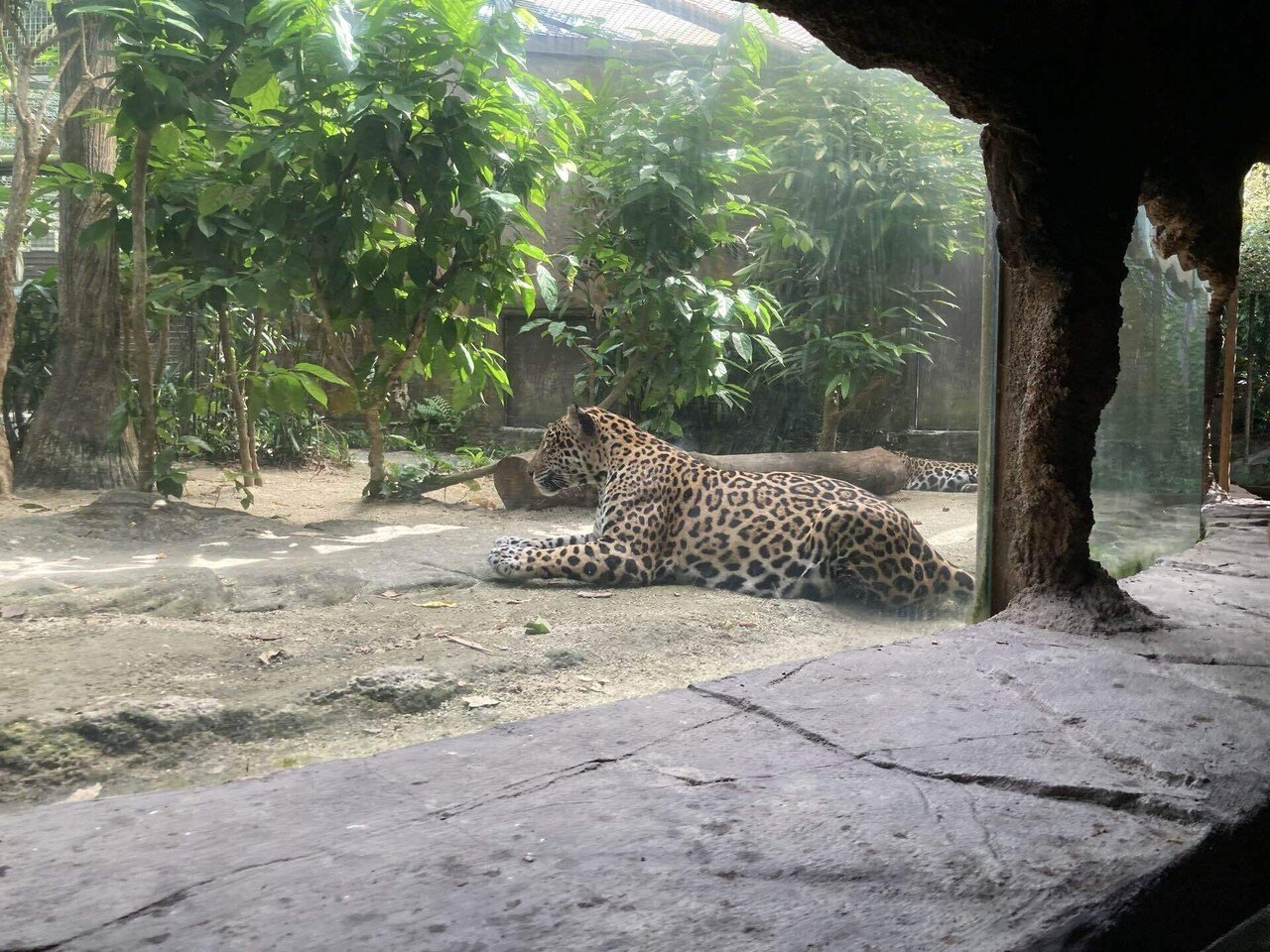 🦆シンガポールの動物園4つを1日でまわった体験記🦆｜maaaaaa