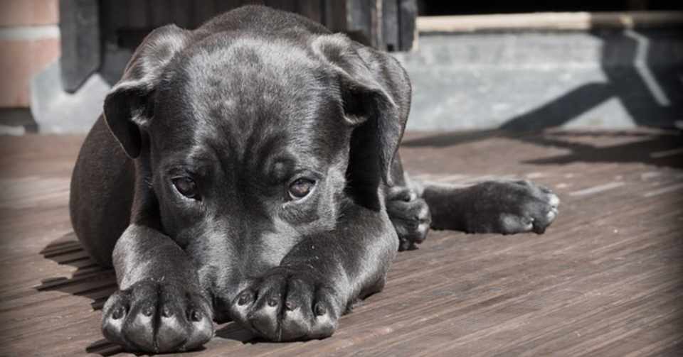 犬を飼いたい 松本 さく Note