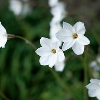 元やる夫スレ作者の僕が ポケモンｒｔａを始めようとするまで アイギス Note