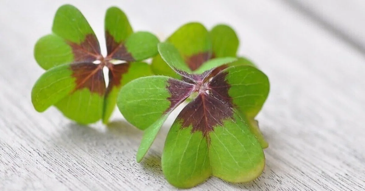 四つ葉のクローバー 押し花 四葉 四つ葉 ハンドメイド 幸運 