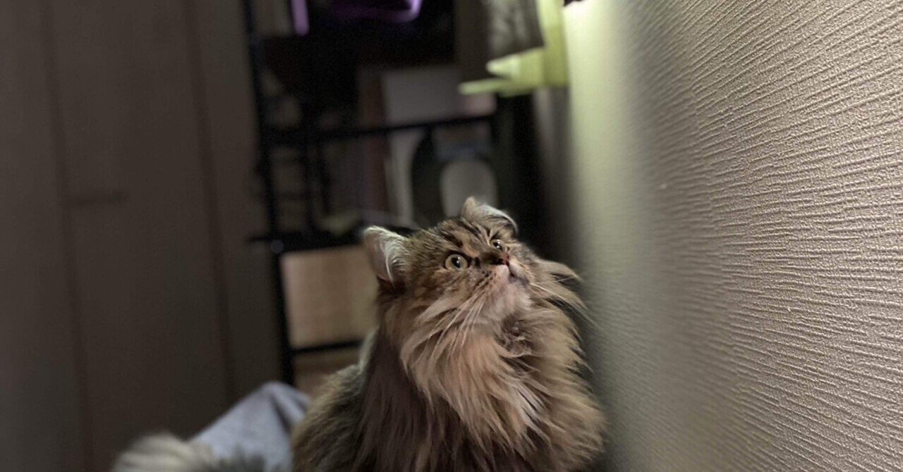 猫アレルギーの私が猫種『サイベリアン』を飼う話｜ロビンソンみぎて