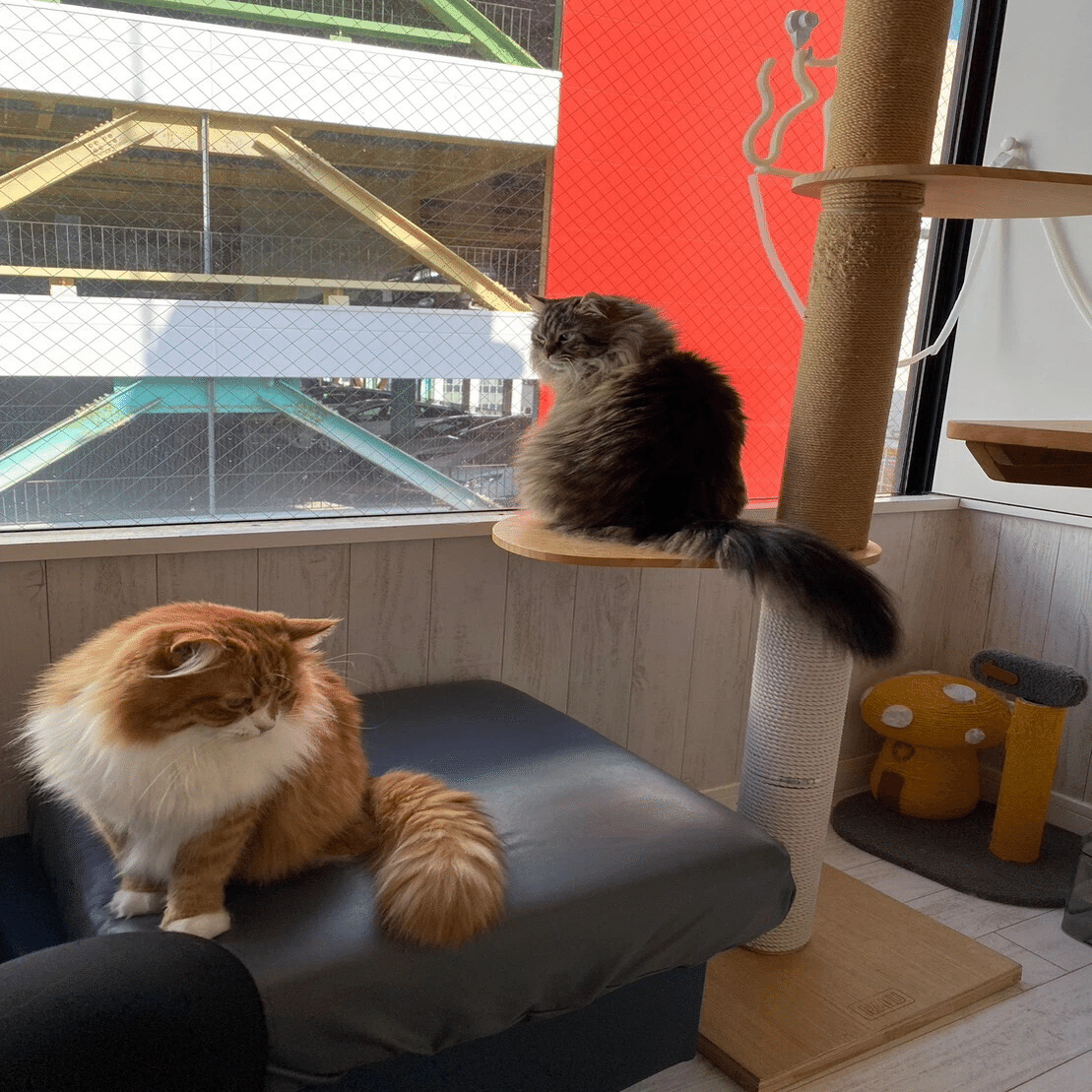 猫アレルギー氏 描描猫猫 猫アレルギーだけど猫飼いたすぎ物語」猫飼太陽 [コミック