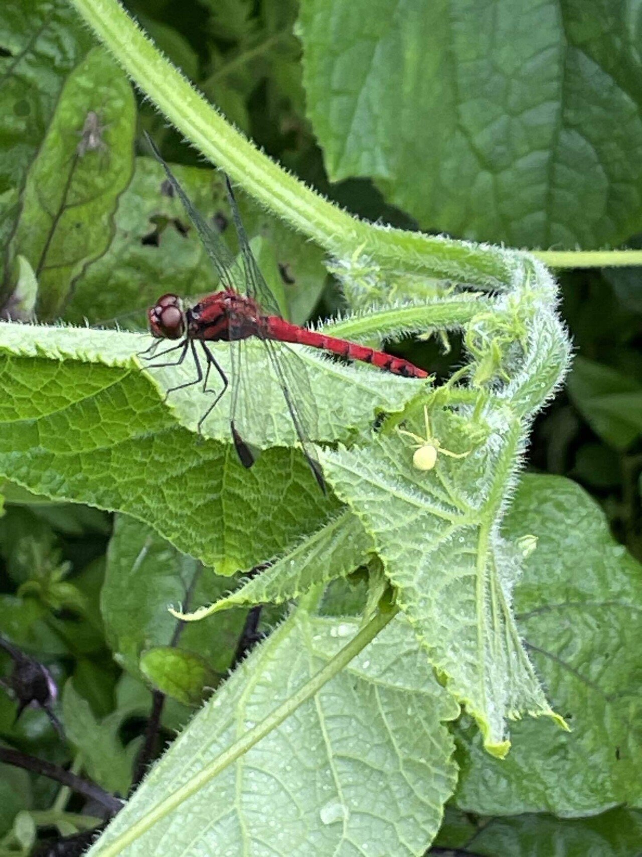 赤蜻蛉の季節｜unica