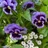 Viola