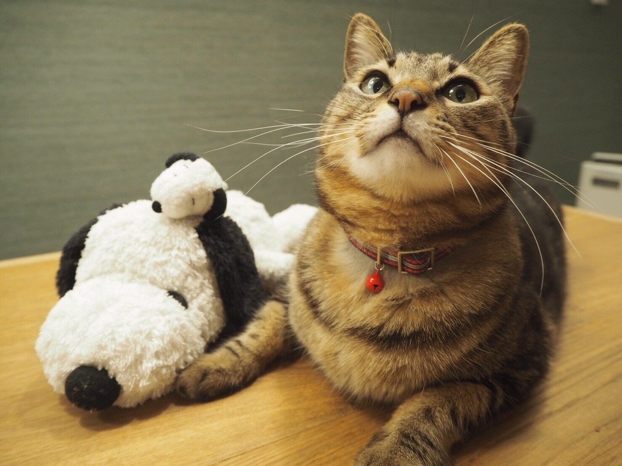 うちの猫 カルボン酸太郎 Note うちの猫 カルボン酸太郎 Note