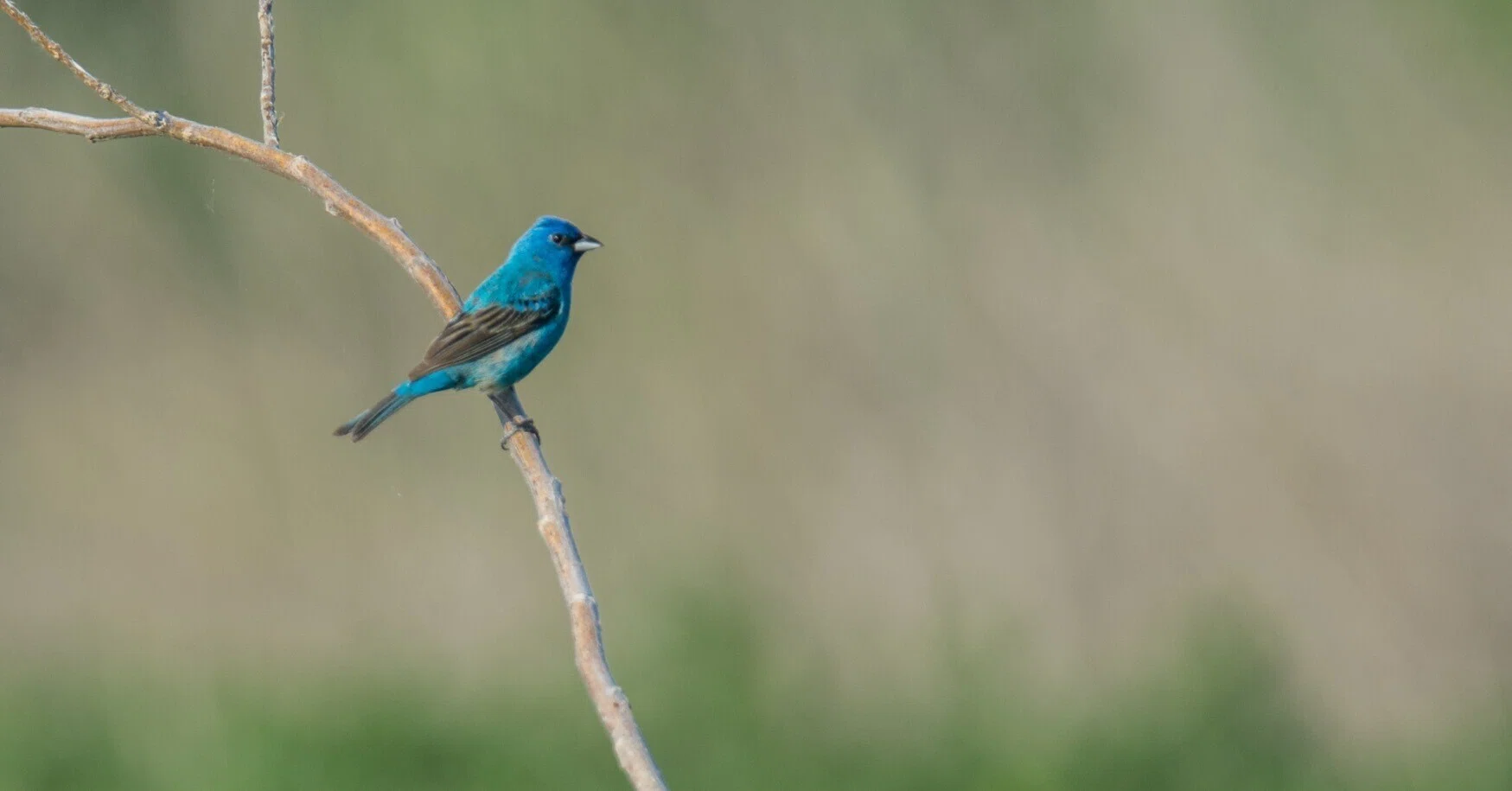 シカゴでバードウォッチング！】 Indigo Bunting ルリノジコ｜ローリー