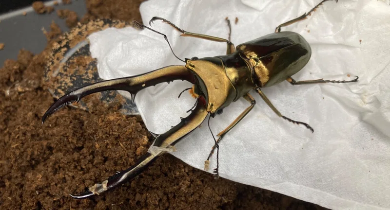 メタリフェルホソアカクワガタ亜種 飛翔標本81mm 【公式通販】