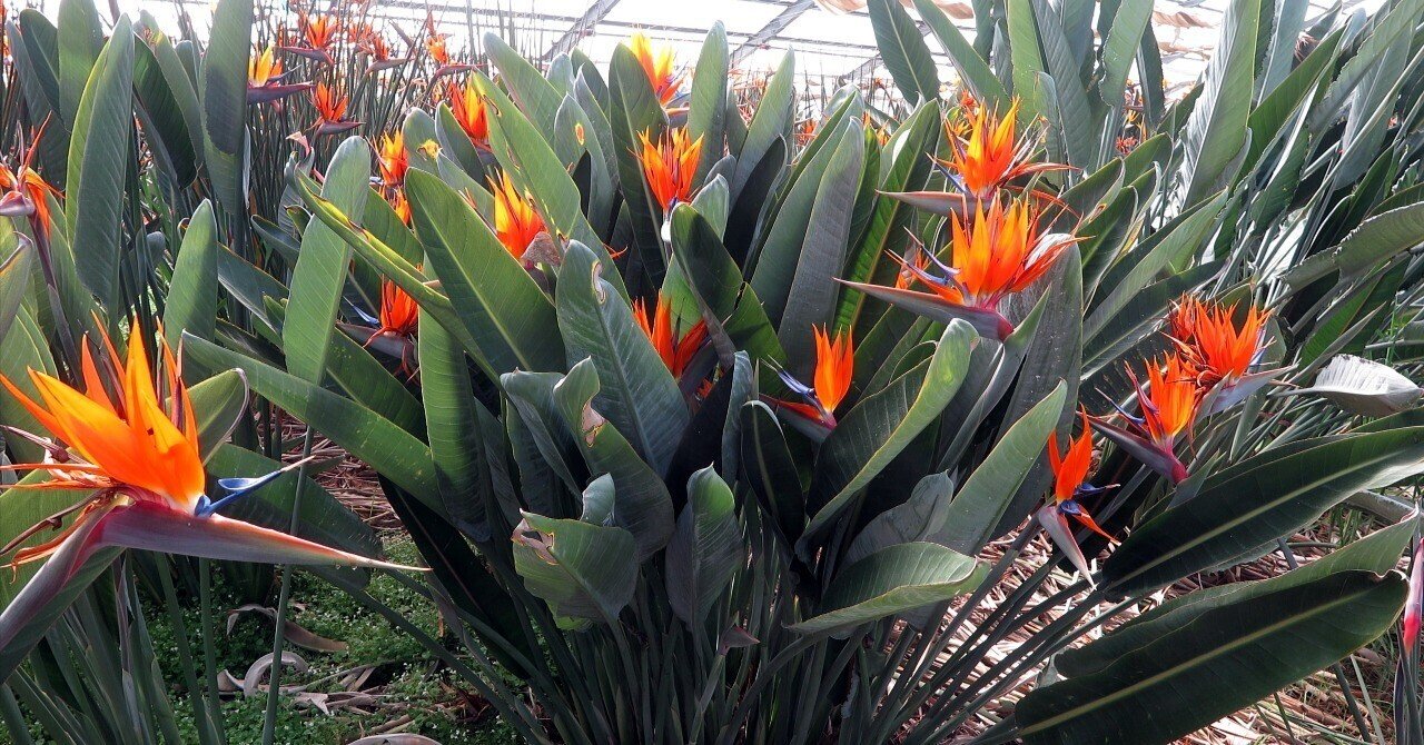 ◯△さん、事件です！｜極楽鳥花植物園