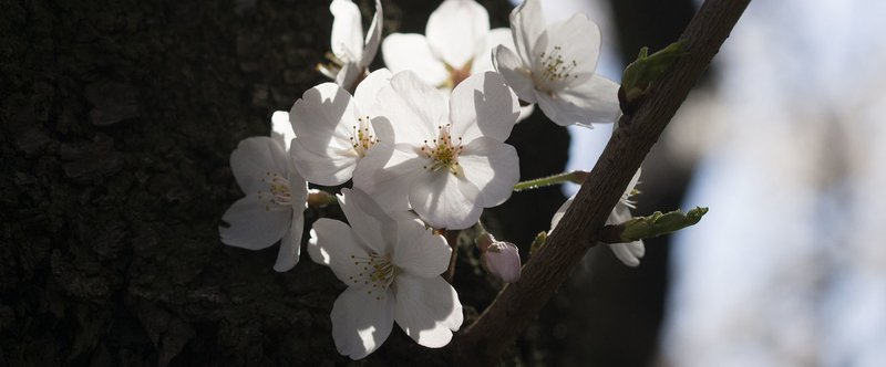 おはよう！写真集４月号