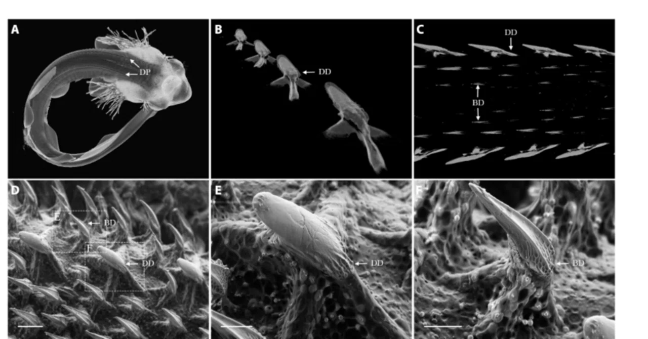 The Secret of Shared Patterning: Shark Teeth and Bird Feathers! Turing ...