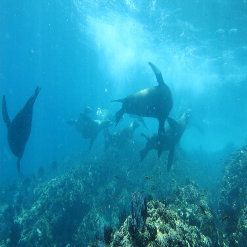 非日常のメキシコ旅物語 I/アシカと戯れるラパスダイビング編｜フレッド@FIRE専業主夫, image size:1600x838