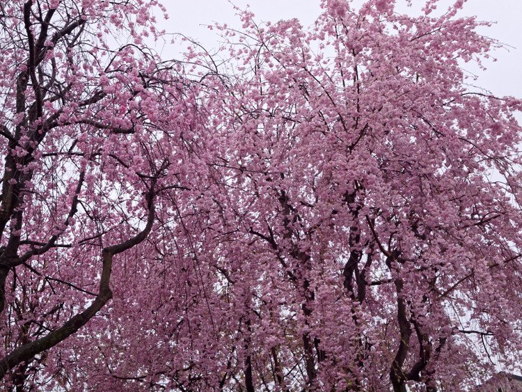 西高尾1丁目三角公園 #桜