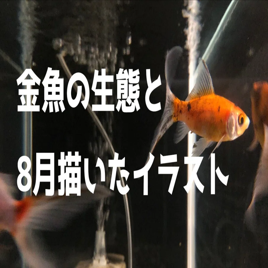 金魚の生態と8月描いたイラスト｜ノラ