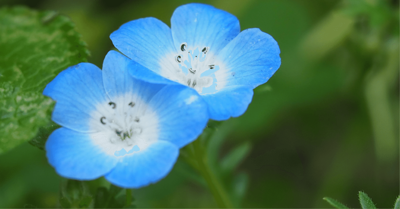 花のいのちはみじかくて 苦しきことのみ多かりき｜めばる