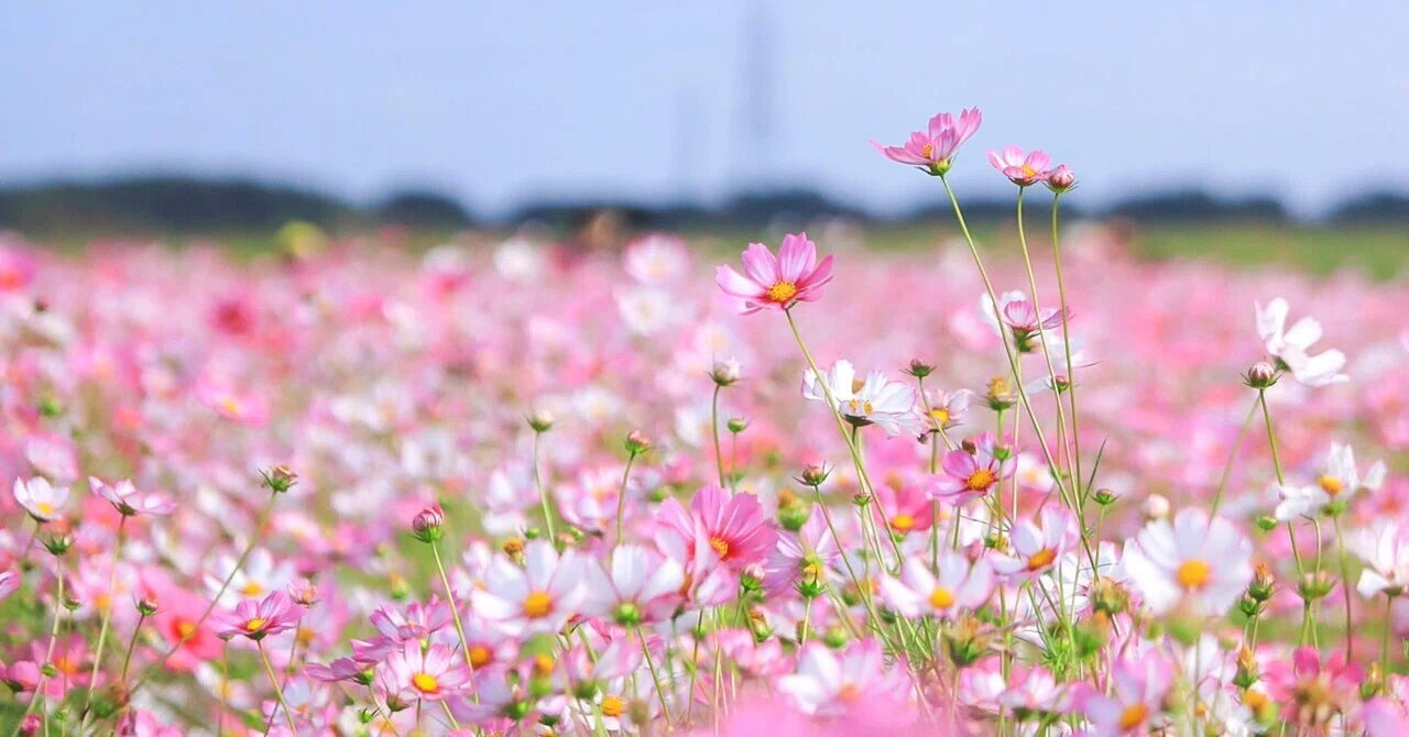 🌼コスモスの日🌼｜D.STYLE