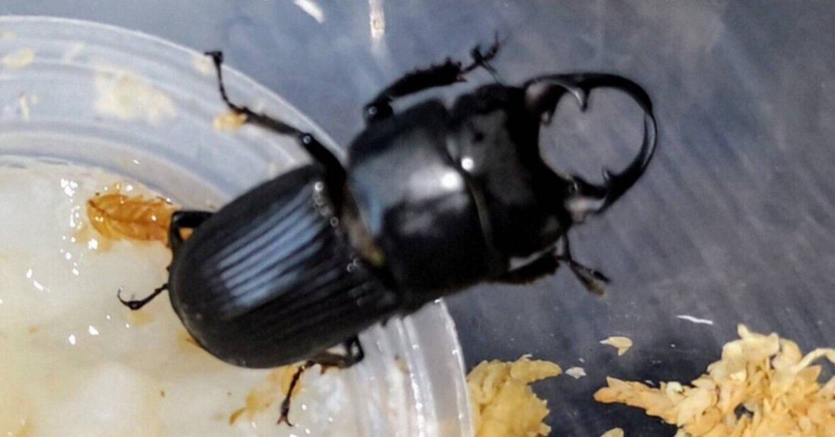 トガミ昆虫記①群馬県産ネブトクワガタ｜戸神重明（作家）